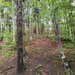 Teren intravilan 720 mp Sinaia